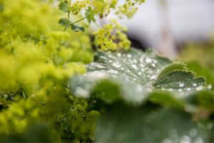Privatgarten, Umgebungsgestaltung Wintergarten-Anbau